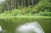 Forest Hill Trout Farm Fishery and Shop in Flintshire